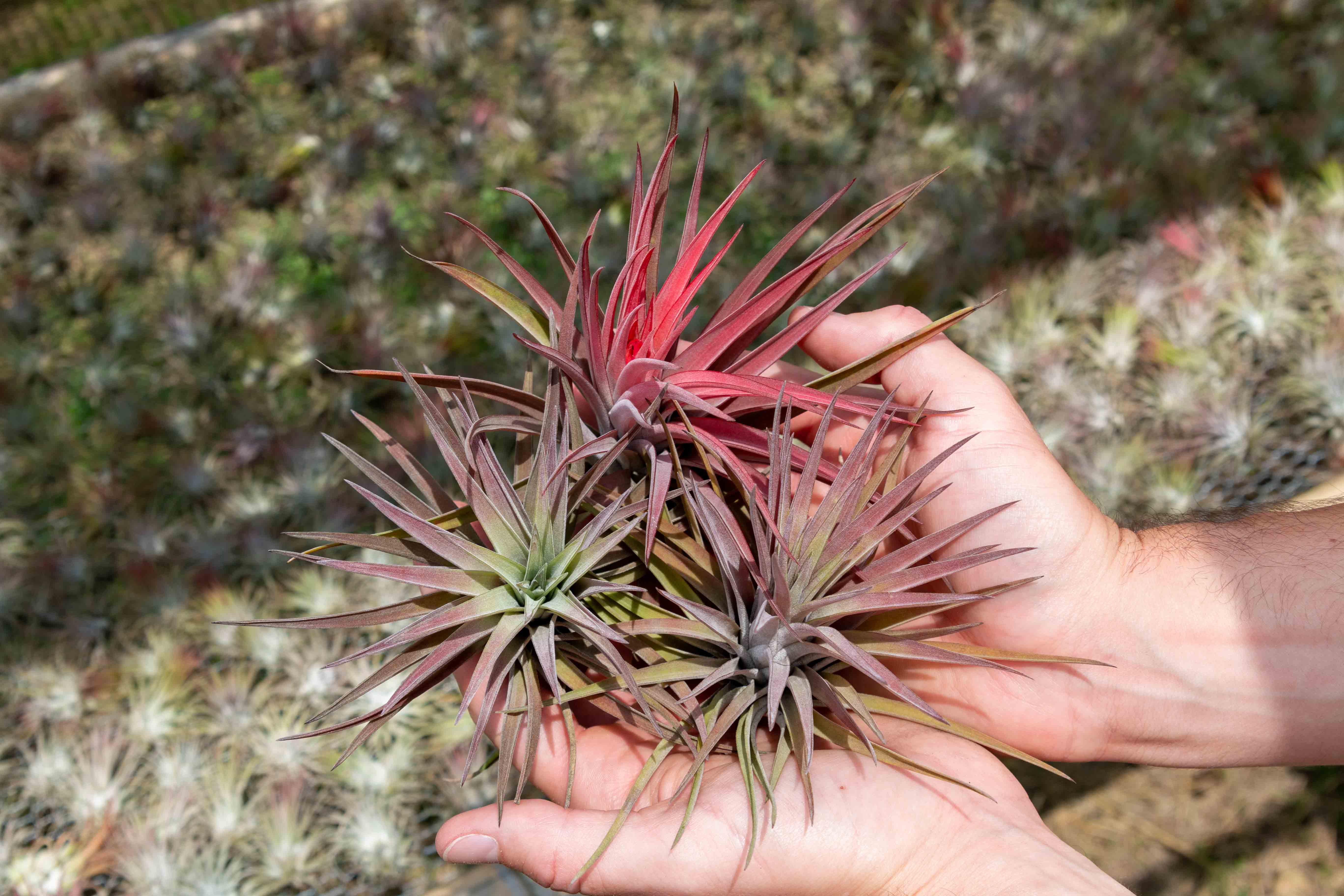 Elevate Your Space with Air Plants